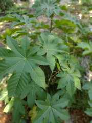 Ricinus communis