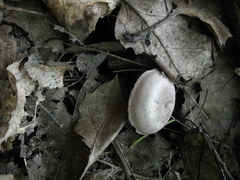 Lactarius caespitosus
