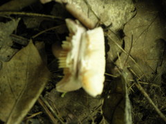 Lactarius caespitosus