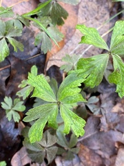 Anemonoides quinquefolia