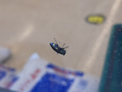 Chrysobothris chrysoela