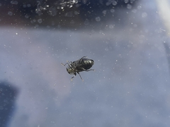 Chrysobothris chrysoela