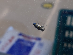 Chrysobothris chrysoela