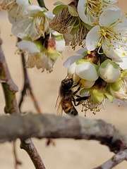 Apis mellifera