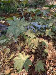 Ricinus communis