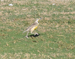 Sturnella magna lilianae