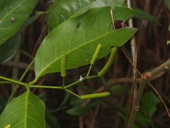 Gnetum luofuense