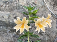 Diplacus grandiflorus