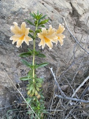 Diplacus grandiflorus