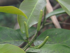 Gnetum luofuense