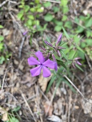 Phlox pilosa