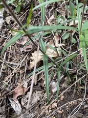 Phlox pilosa