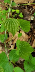 Dioscorea villosa