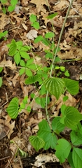 Dioscorea villosa