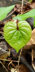 Dioscorea villosa