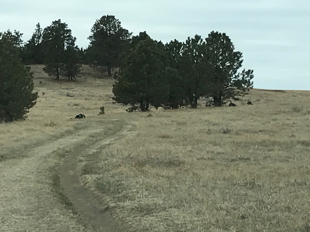 Wild Turkey from Custer Gallatin National Forest, Ludlow, SD, US on