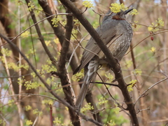 Hypsipetes amaurotis