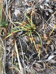 Cyperus subsquarrosus