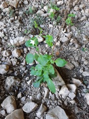 Nicotiana repanda