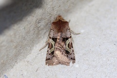 Cerastis enigmatica