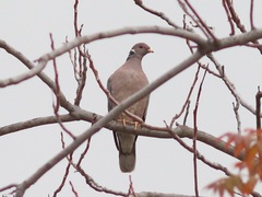 Patagioenas fasciata