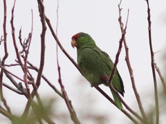 Amazona viridigenalis