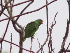 Amazona viridigenalis