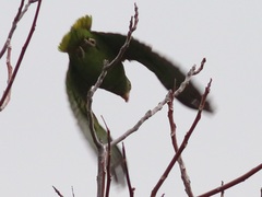 Amazona viridigenalis