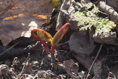 Gymnospermium altaicum