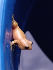 Dendropsophus columbianus