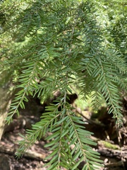 Tsuga heterophylla