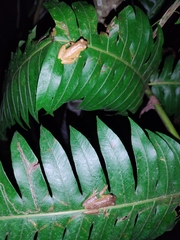 Dendropsophus columbianus