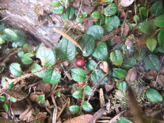 Gaultheria nummularioides