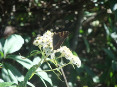 Aglais caschmirensis