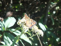 Aglais caschmirensis