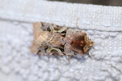 Cerastis enigmatica