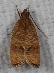 Psilocorsis cryptolechiella