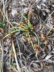 Cyperus subsquarrosus