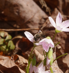 Andrena erigeniae
