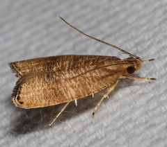 Psilocorsis cryptolechiella