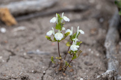 Acanthomintha ilicifolia