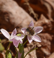 Andrena erigeniae