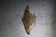 Oxydia peosinata