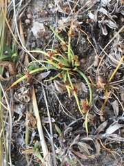 Cyperus subsquarrosus