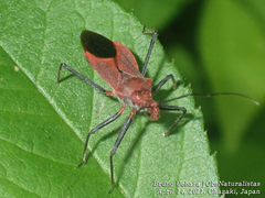 Cutocoris russatus