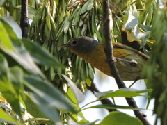 Leiothlypis ruficapilla
