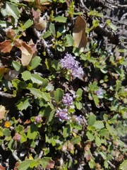 Ceanothus prostratus