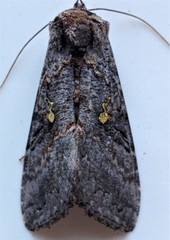 Syngrapha viridisigma