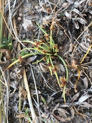 Cyperus subsquarrosus