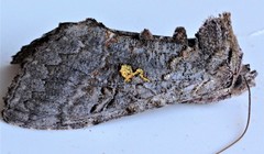 Syngrapha viridisigma